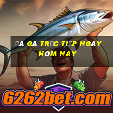 đá gà trực tiếp ngày hôm nay