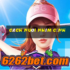 cách nuôi nhím cảnh