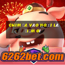 chim ỉa vào người là điềm gì