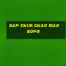 ban chim chao mao bong