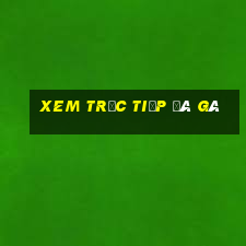 xem trực tiếp đá gà