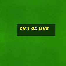 chọi gà live