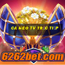 ca heo tv trực tiếp