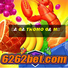 đá gà thomo gà mỹ