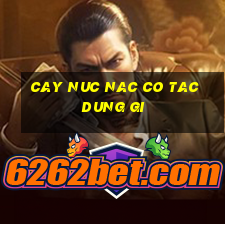 cay nuc nac co tac dung gi