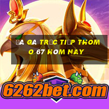 đá gà trực tiếp thomo 67 hôm nay