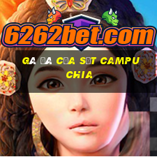 gà đá cựa sắt campuchia