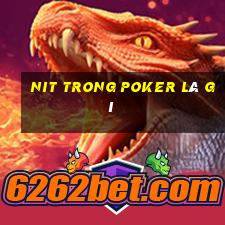 nit trong poker là gì