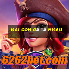 hai con gà đá nhau