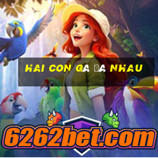 hai con gà đá nhau