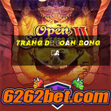 trang dự đoán bóng đá