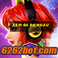 xem ga da nhau