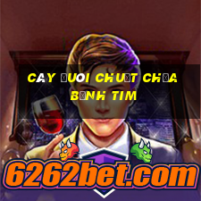 cây đuôi chuột chữa bệnh tim