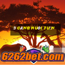 3 càng nuôi tuần