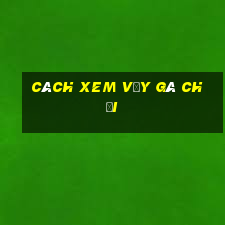 cách xem vảy gà chọi