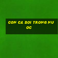 con ca boi trong nuoc