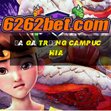 đá gà trường campuchia