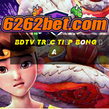 bdtv trực tiếp bóng đá