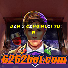 dàn 3 càng nuôi tuần