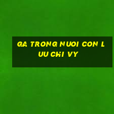 ga trong nuoi con luu chi vy